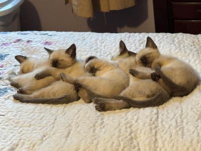 Zero And Zen's Litter - Siamese - Gallery Photo #1