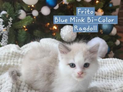 Frito - Ragdoll - Gallery Photo #1