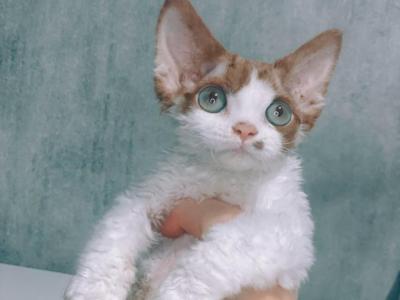 Archie - Devon Rex - Gallery Photo #1