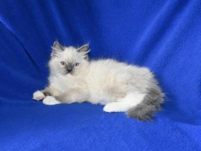 Tabs Kittens - Ragdoll - Gallery Photo #1