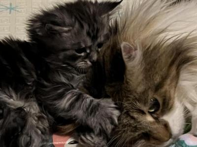 Maine Coon Alice Litter - Maine Coon - Gallery Photo #1