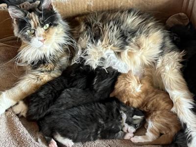 Maine Coon Jazz Litter - Maine Coon - Gallery Photo #1