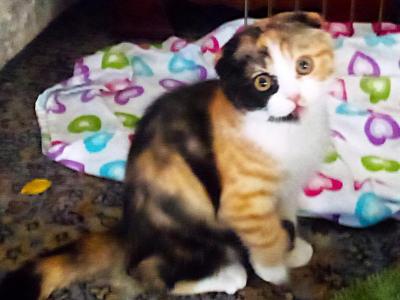 Calico Scottish Fold - Scottish Fold - Gallery Photo #1