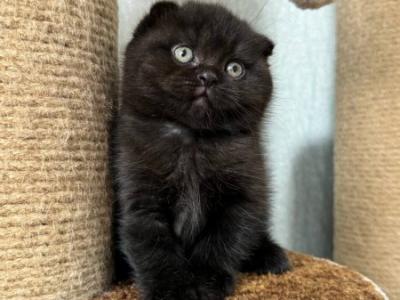 Umka Scottish - Scottish Fold - Gallery Photo #1