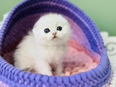 Gemma Scottish - Scottish Fold - Gallery Photo #1