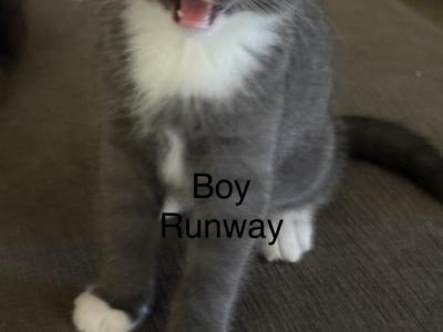 Runway - Russian Blue - Gallery Photo #1