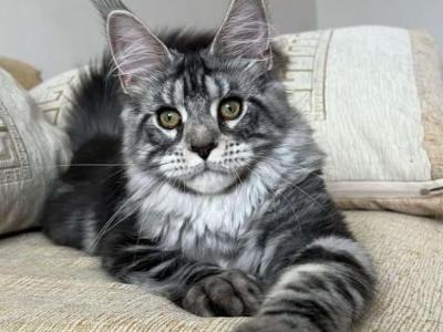 Fifi - Maine Coon - Gallery Photo #1