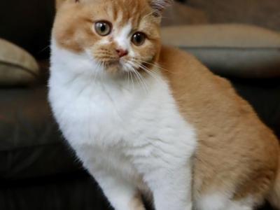 Pumpkin - British Shorthair - Gallery Photo #1