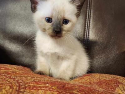 Seal Colorpoint Male - Siamese - Gallery Photo #1