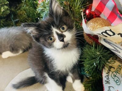 Joy Christmas Sweet Kitten - Scottish Straight - Gallery Photo #1