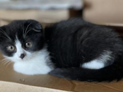 Christmas Scottish Fold Kitten - Scottish Fold - Gallery Photo #1