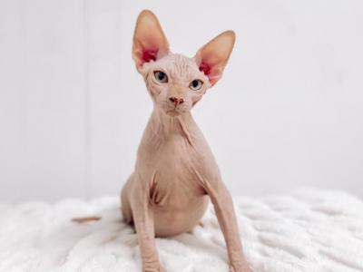 Henry - Sphynx - Gallery Photo #1