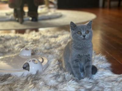 Lora - British Shorthair - Gallery Photo #1