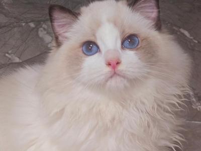 JOYCE - Ragdoll - Gallery Photo #1