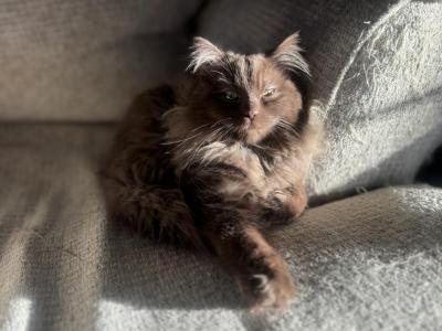 Chocolate Solid - Ragdoll - Gallery Photo #1