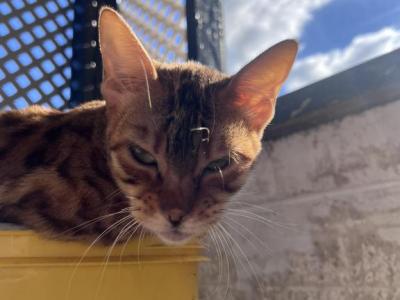 Coco - Bengal - Gallery Photo #1