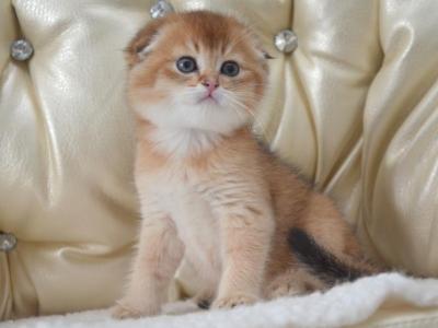 Scottish Fold Golden Chinchilla Iggy - Scottish Fold - Gallery Photo #1