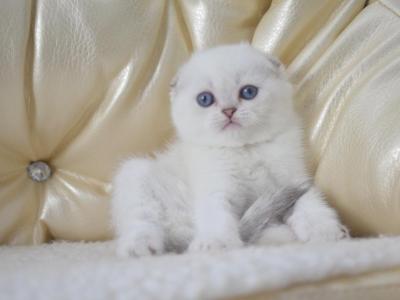 Scottish Fold Helen - Scottish Fold - Gallery Photo #1