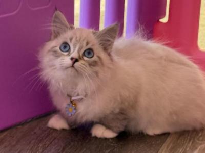 Kitten Light Purple Boy - Siberian - Gallery Photo #1