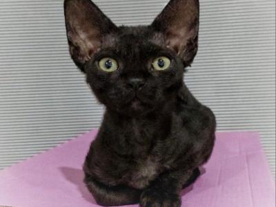 Ebany - Devon Rex - Gallery Photo #1