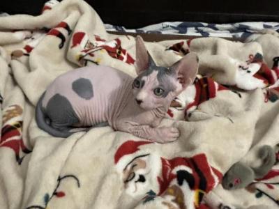 Harry - Sphynx - Gallery Photo #1