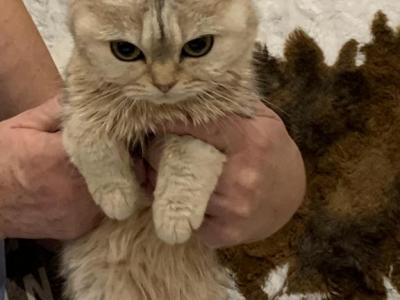 Jariki - Scottish Fold - Gallery Photo #1