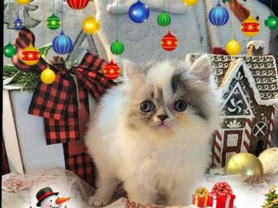 Buddy - Persian - Gallery Photo #1