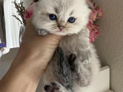 Highland Fold Golden Point Chinchilla Boy - Scottish Fold - Gallery Photo #1