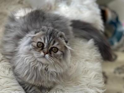 Betty - Scottish Fold - Gallery Photo #1