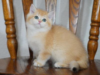 Frank Shantaren Shakh  Ny12 Color - British Shorthair - Gallery Photo #1