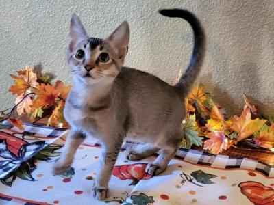 Tibolt - Abyssinian - Gallery Photo #1