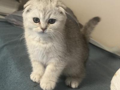 Scottish Fold Straight - Scottish Fold - Gallery Photo #1