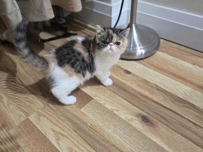 Exotic Shorthair Female Calico Kitten - Exotic - Gallery Photo #1