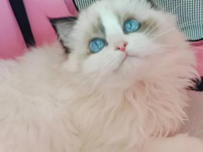 Jenni - Ragdoll - Gallery Photo #1