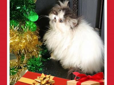 Cfa Tabby And White Female Kitten - Persian - Gallery Photo #1