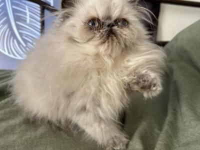 Silver Point Male - Persian - Gallery Photo #1