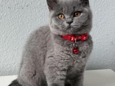 Female And Male British Shorthair - British Shorthair - Gallery Photo #1