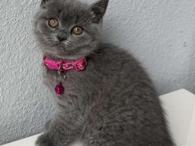 Male Female Lilac Blue Britsh Shorthair Longhair - British Shorthair - Gallery Photo #1