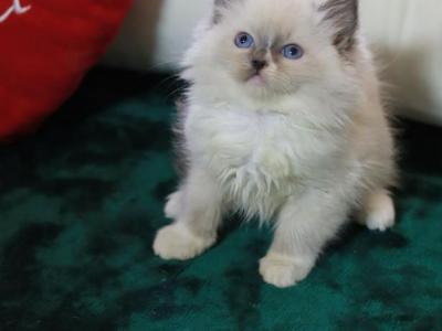 Jerry - Ragdoll - Gallery Photo #1