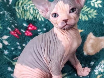 Christmas Beauty - Sphynx - Gallery Photo #1