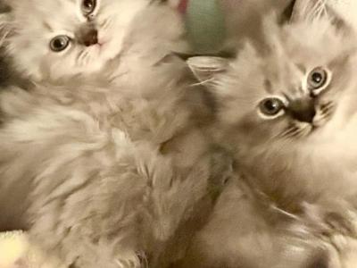 Himalayan Kittens - Himalayan - Gallery Photo #1