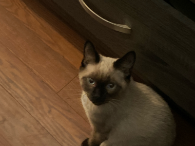 Eli - Siamese - Gallery Photo #1