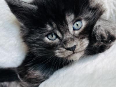 European Maine Coon Kittens - Maine Coon - Gallery Photo #1