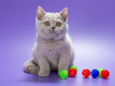 Yasmine - British Shorthair - Gallery Photo #1