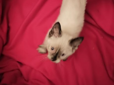 Diamond - Siamese - Gallery Photo #1