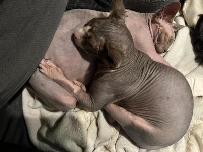 Bruce - Sphynx - Gallery Photo #1