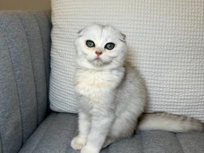 Leo - Scottish Fold - Gallery Photo #1