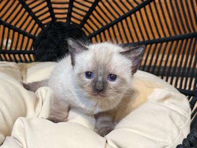 Max - Ragdoll - Gallery Photo #1