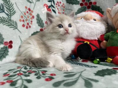 Aspen - Ragdoll - Gallery Photo #1