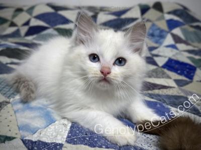 Audrey - Ragdoll - Gallery Photo #1